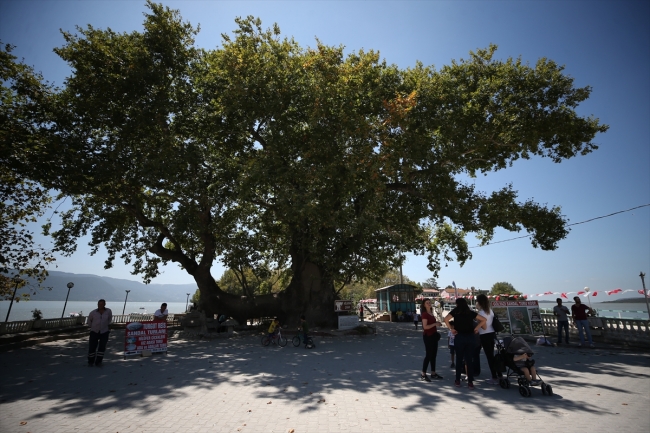 İlk payitaht Bursa'nın asırlara meydan okuyan çınarları
